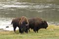 019 Amerikanischer Bison - Buffalo